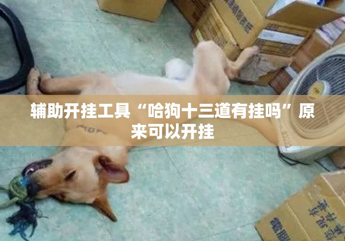 辅助开挂工具“哈狗十三道有挂吗”原来可以开挂