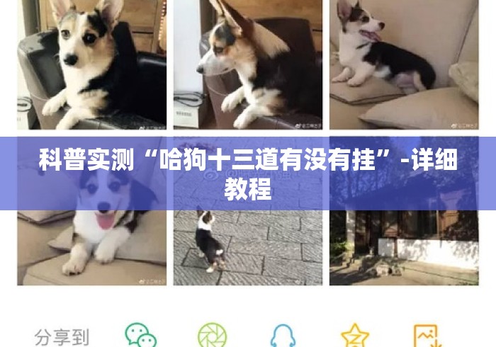 科普实测“哈狗十三道有没有挂”-详细教程